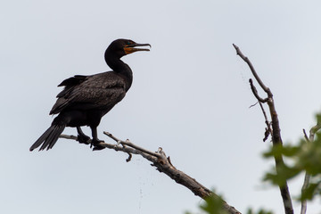 Cormorant