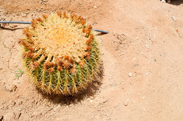 The texture of a green prickly natural Mexican hot fresh strong beautiful desert cactus with thorns...