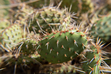 Prickly