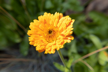 Marigold