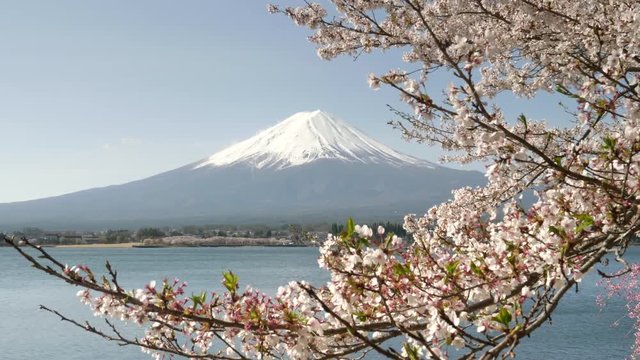 close up of a cherry branch in bloom with mt fuji in the distance at kawaguchiko, japan