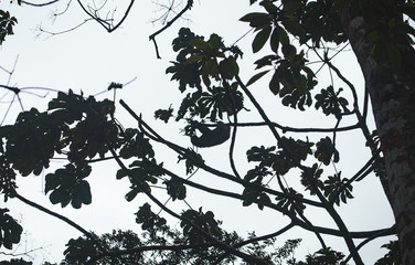 Naklejka premium Silhouette of a sloth hanging from a branch in a tall tree in Costa Rica, Central America