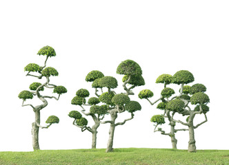 bonsai tree on white background