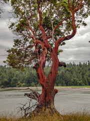 Fototapeta premium Pacific Madrona Pacific Madrona also kown as an Arbutus Tree photographed on Tumbo Island in Southern British Columbia.