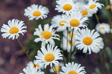 Obraz premium Flowering chamomile. Summer blooming flowers