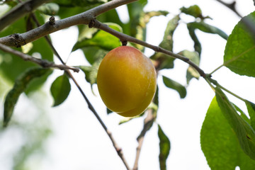 yellow plum tree, fruit garden