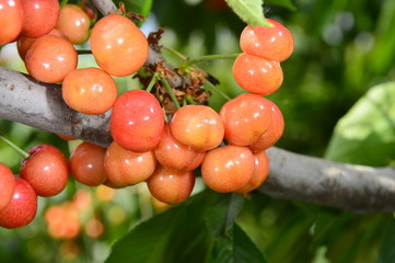 The ripe cherries are on the tree