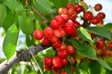 The ripe cherries are on the tree