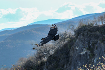 ANIMALES VOLANDO