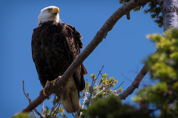 Eagle at watch