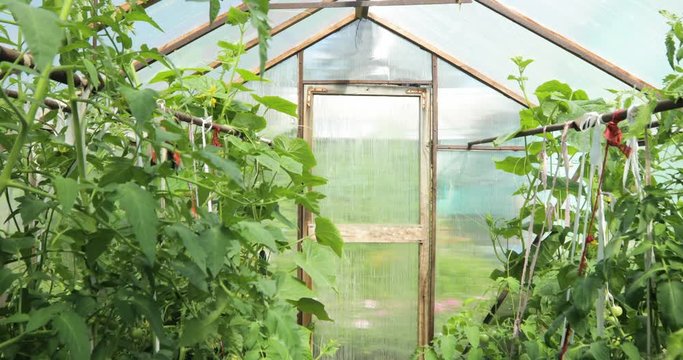 A small greenhouse, a lot of long rows of plants. greenhouse in home garden.