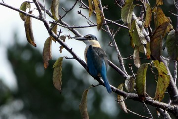 Fototapeta premium A Kingfisher enjoying the sun