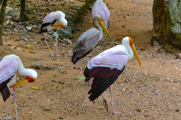 Close up view of The Yellow-billed stork (Mycteria ibis), sometimes also called the wood stork or...