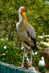 Close up view of The Yellow-billed stork (Mycteria ibis), sometimes also called the wood stork or wood ibis, is a large African wading stork species in the family Ciconiidae at Kuala Lumpur Birdpark, 