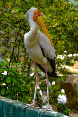 Close up view of The Yellow-billed stork (Mycteria ibis), sometimes also called the wood stork or wood ibis, is a large African wading stork species in the family Ciconiidae at Kuala Lumpur Birdpark, 