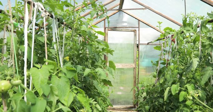 A small greenhouse, a lot of long rows of plants. Indoor Greenhouse Farms