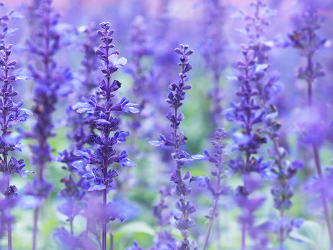 Blue Salvia flowers field in the park.