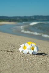 Obraz premium 砂浜とプルメリア 