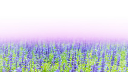 Blue Salvia flowers field in the park.