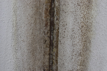 repair in the house fungus on the wall from humidity