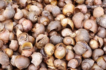 dry group shell on the ground