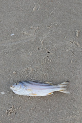 Dead fish lie on the beach