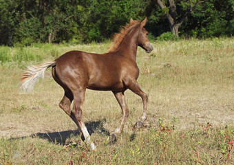 Obraz premium Elegant thoroughbred chestnut foal galloping on a meadow