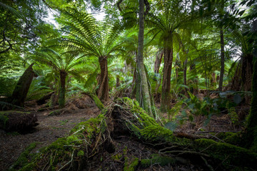 Tree ferns in forest