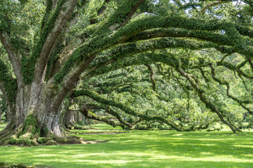 300 year old Oak Trees