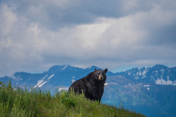 Black Bear in Alaska enjoying the view
