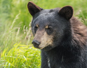 Black Bear in Alaska 