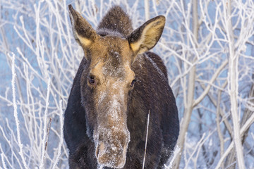 Moose enjoying frost covered branches