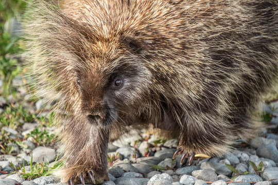 Porcupine wanting to see what I am 