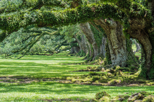 300 year old Oak Trees