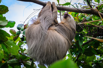 Sleeping Sloth