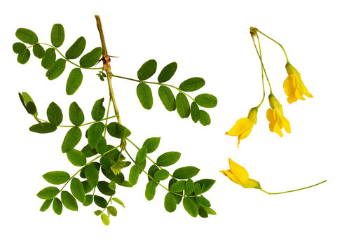 Fototapeta Set of fresh green leaves and yellow flowers of Siberian peashrub