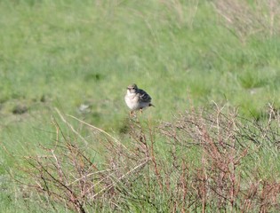  Do you hear the song of this bird? I'm yes