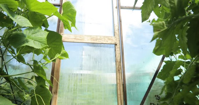 A small greenhouse, a lot of long rows of plants. Indoor Greenhouse Farms