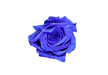Obraz premium Blue rose flower isolated on white background. Top view. 
