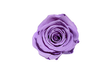 Purple rose flower isolated on white background. Top view.
