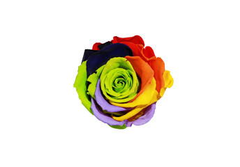 Colourful rose with multi-colored or rainbow isolated on white background.
