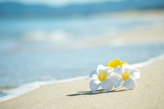プルメリア Images Browse 4 427 Stock Photos Vectors And Video Adobe Stock