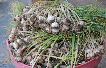 Harvest fresh picked garlic in the basket.