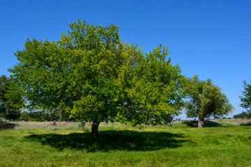 Fototapeta na wymiar Big green tree on a sunny day against a blue sky