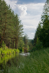 A small river with a fallen tree and a pine forest ashore in the sunlight