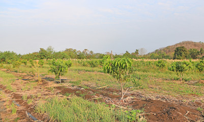 Growing Mango field in valley of Thailand.