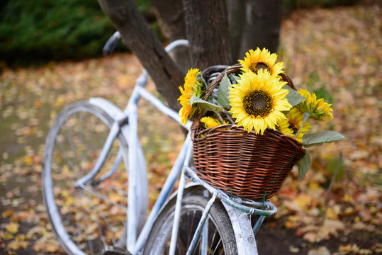 Bouquet of sunflowers on retro styled bicycle at autumn forest.