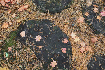 Maple leaves and coniferous needles on the ground at autumn forest. Season changing. Top view on walkway.