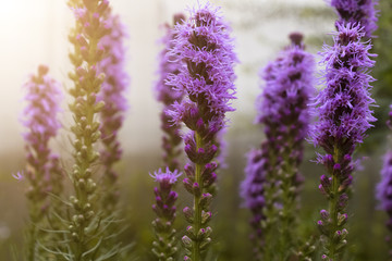 Obraz premium Decorative garden bush in the backyard close up.