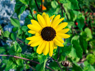 black eyed susan flower in bloom